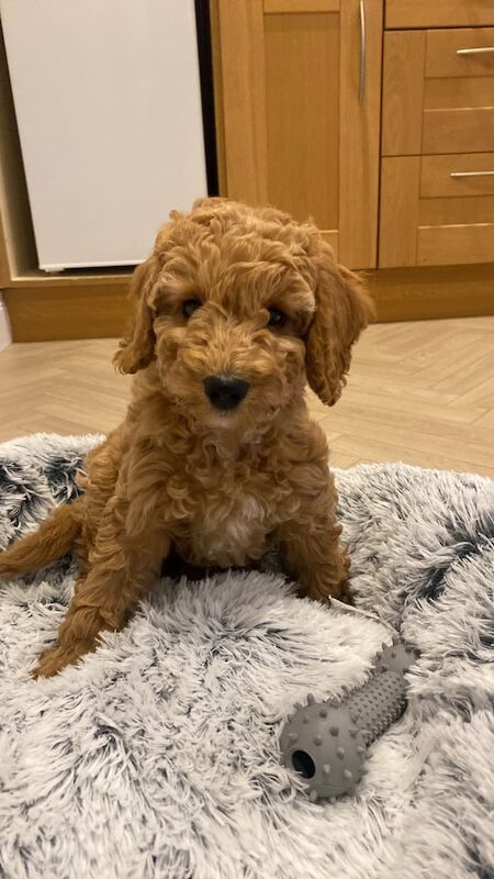 Cockapoo puppies for sale in Ballynahinch, County Down – 11 weeks old - Image 2 of 3