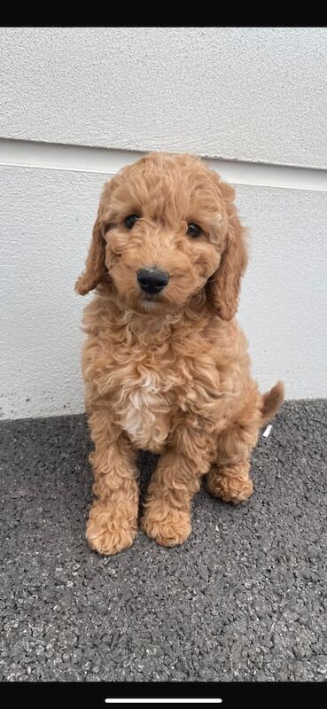 Cockapoo puppies for sale in Ballynahinch, County Down – 11 weeks old - Image 3 of 3
