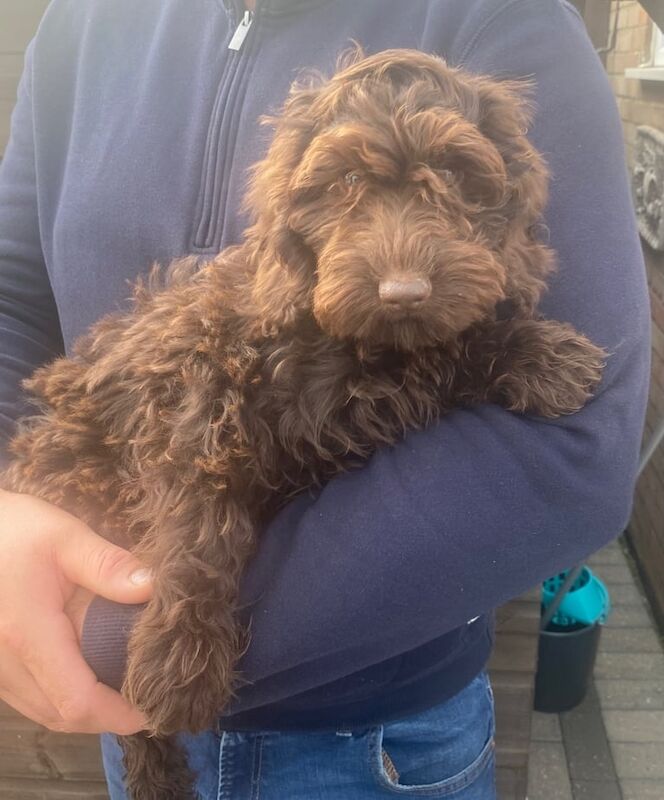 Cockapoo puppies for sale in Datchet, Berkshire – 3 months old