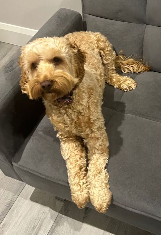 Cockapoo puppies for sale in Dungannon, County Tyrone – 1 year old - Image 2 of 3