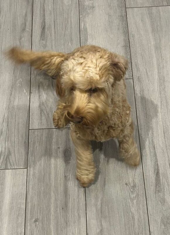 Cockapoo puppies for sale in Dungannon, County Tyrone – 1 year old - Image 3 of 3