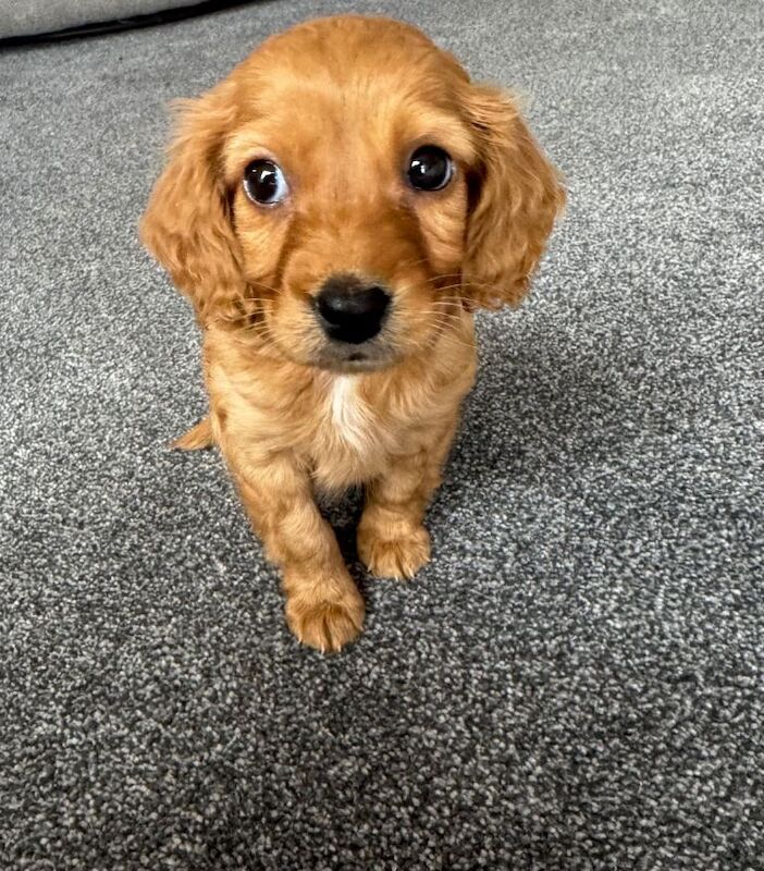 Cockapoo pup - Image 2 of 5