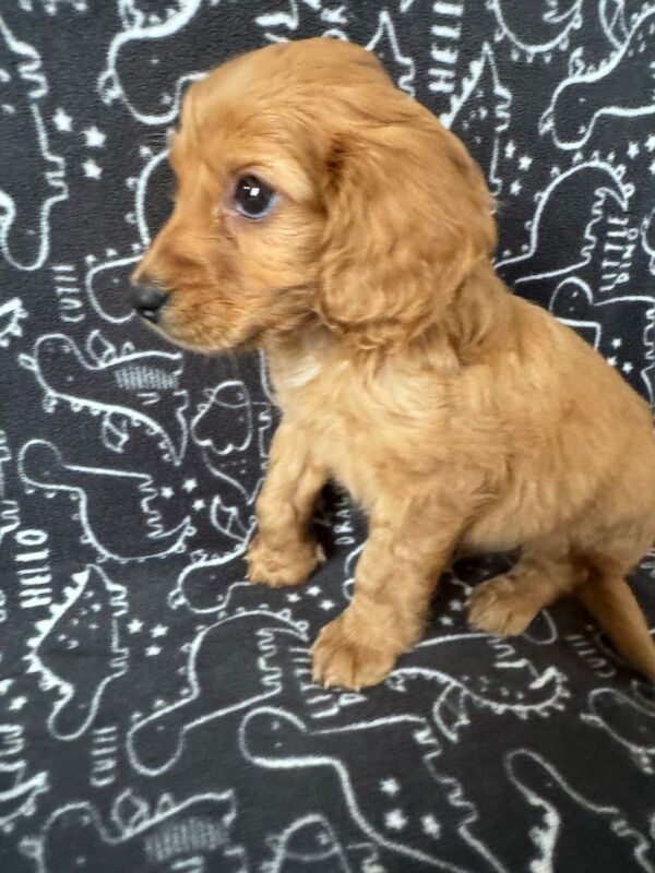 Cockapoo pup - Image 3 of 5