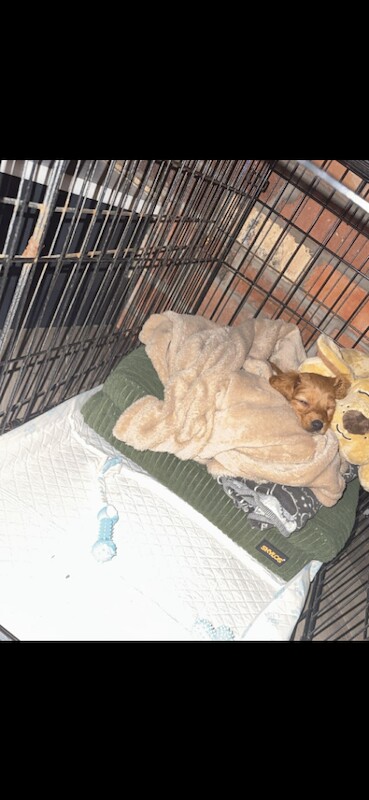 Cockapoo pup - Image 4 of 5