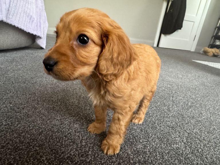 Cockapoo pup - Image 5 of 5