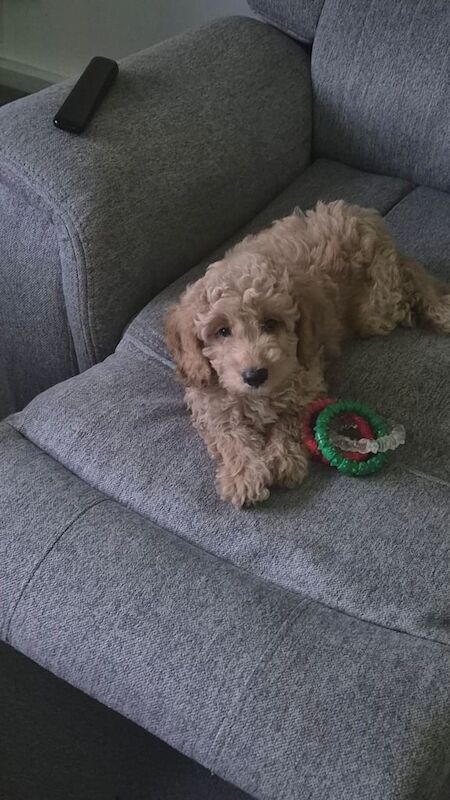 Cockapoo puppies for sale in North Motherwell, Lanarkshire – 9 weeks old