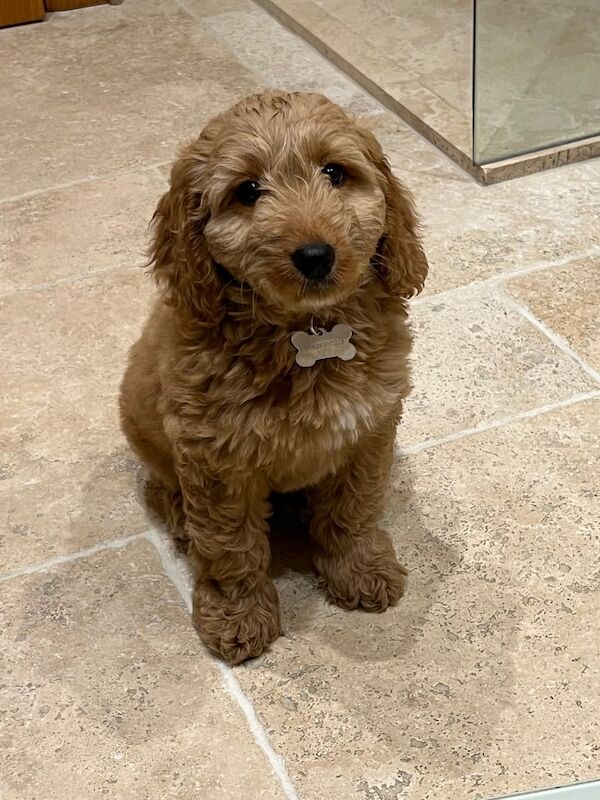 Cockapoo puppies for sale in Magherafelt, County Londonderry – 11 weeks old