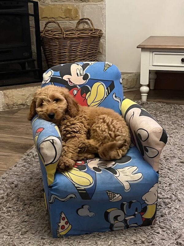 Cockapoo puppies for sale in Magherafelt, County Londonderry – 12 weeks old - Image 3 of 3