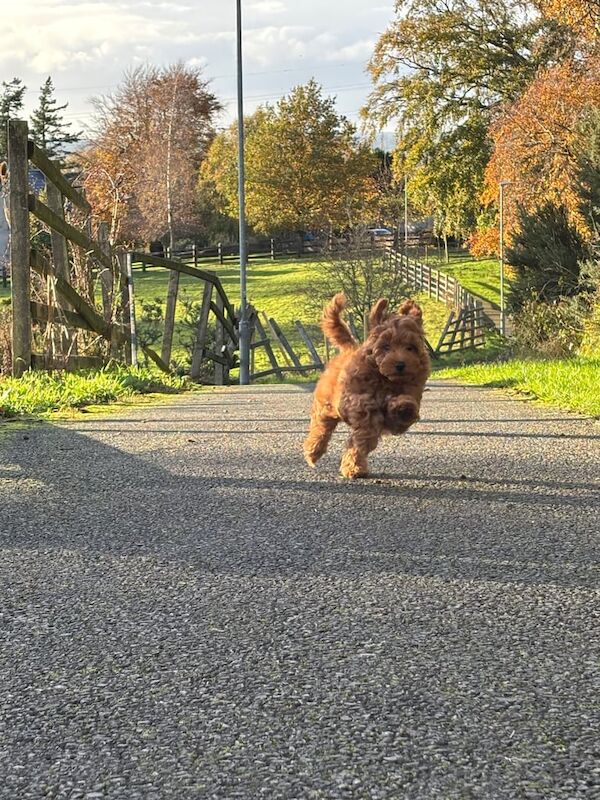 Cockapoo puppies for sale in Newry, County Armagh – 12 weeks old - Image 2 of 6