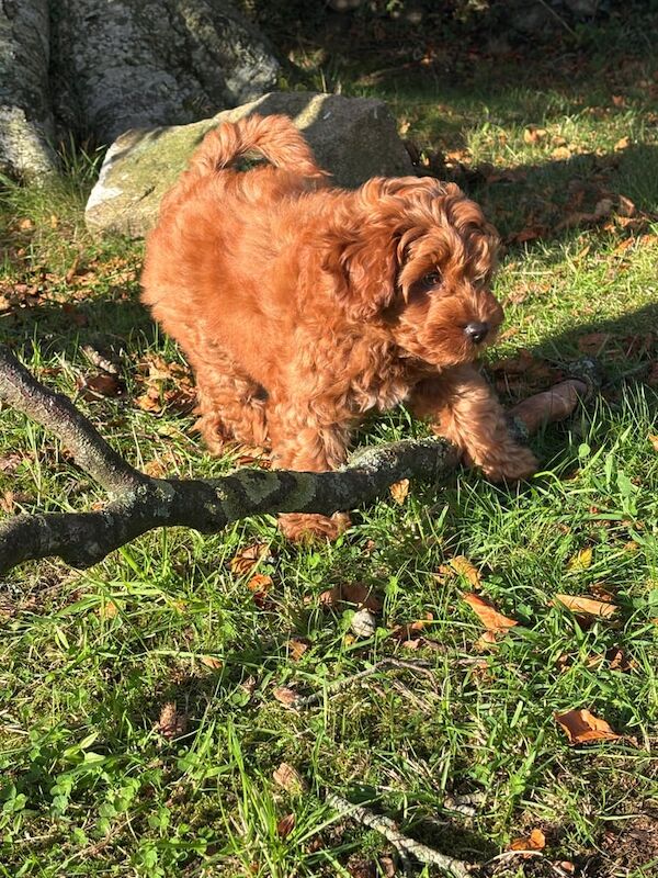Cockapoo puppies for sale in Newry, County Armagh – 12 weeks old - Image 3 of 6