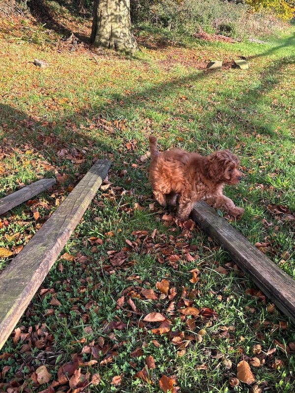 Cockapoo puppies for sale in Newry, County Armagh – 12 weeks old - Image 4 of 6