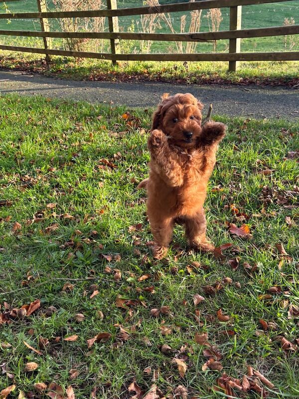 Cockapoo puppies for sale in Newry, County Armagh – 12 weeks old - Image 5 of 6