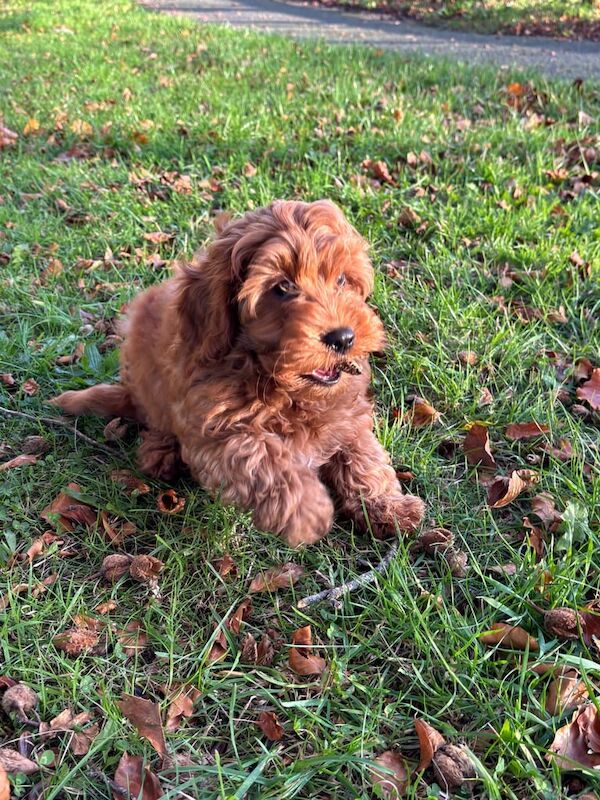 Cockapoo puppies for sale in Newry, County Armagh – 12 weeks old - Image 6 of 6