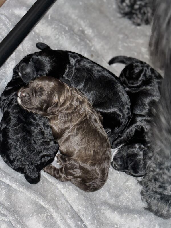 Last boy Cockapoo pup left - ALL SOLD for sale in London, Greater London - Image 4
