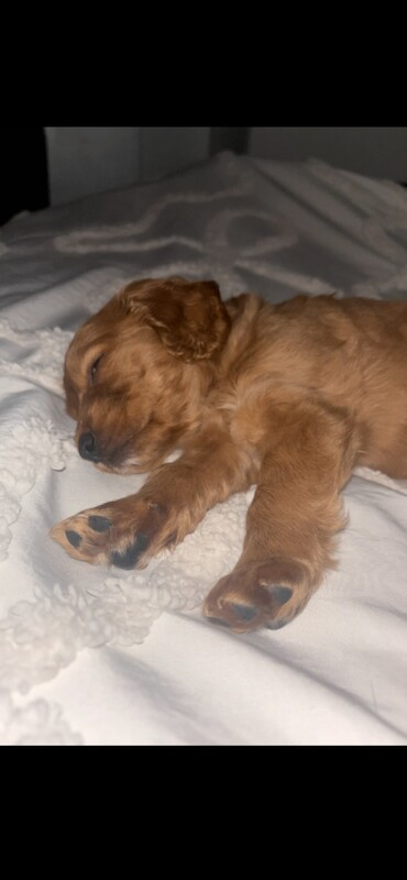 Cockapoo puppies for sale in Tiverton, Devon – 9 weeks old