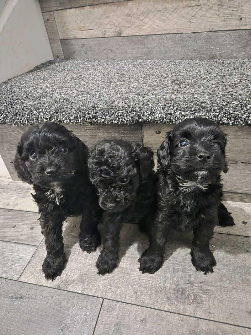 Cockapoo puppies for sale in Rotherham, South Yorkshire - Image 1