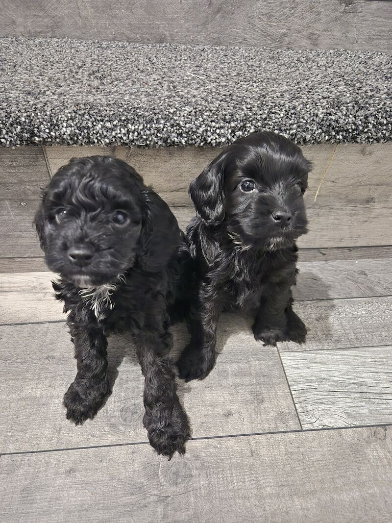 Cockapoo puppies for sale in Rotherham, South Yorkshire - Image 2