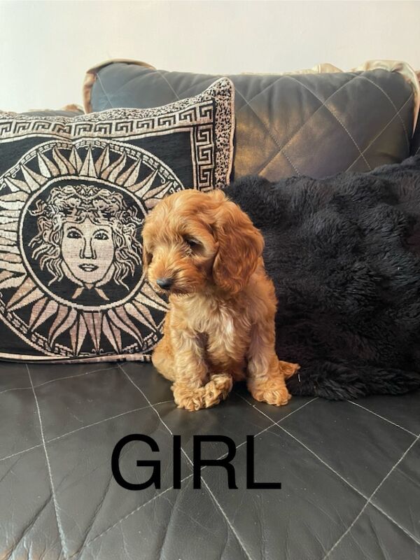 Cockapoo puppies for sale in Gravesend Kent – 11 weeks old - Image 2 of 9