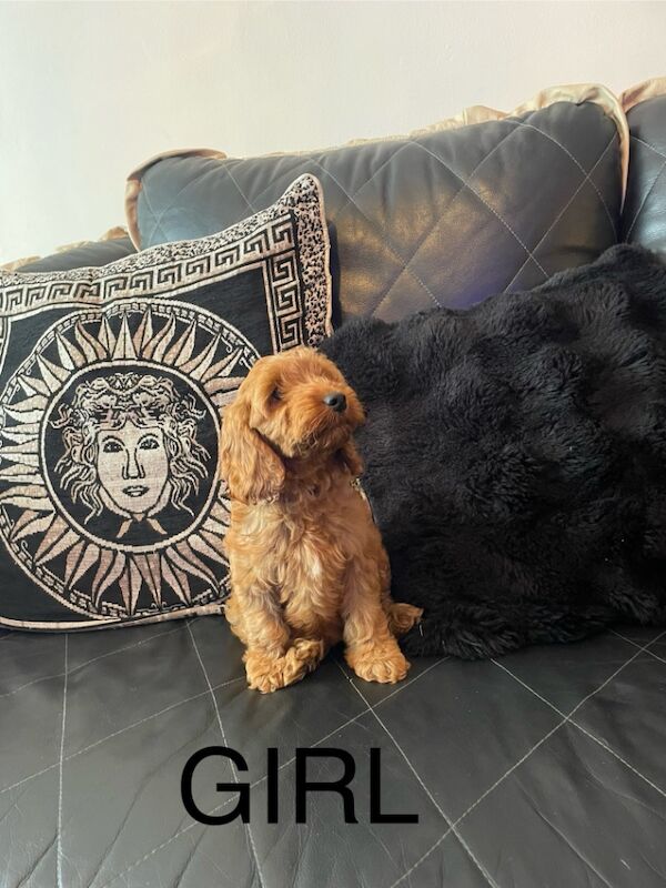 Cockapoo puppies for sale in Gravesend Kent – 11 weeks old - Image 3 of 9