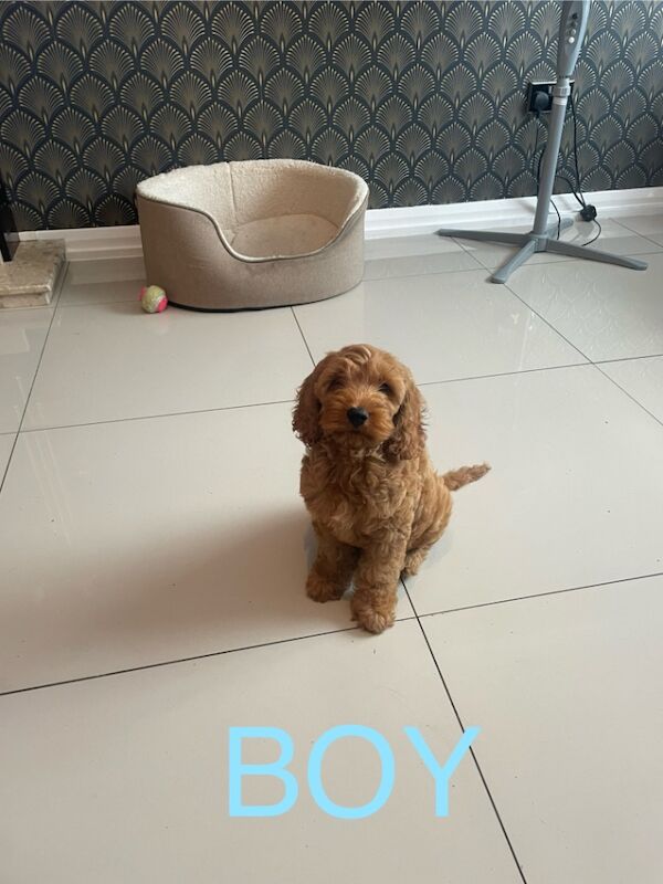 Cockapoo puppies for sale in Gravesend Kent – 11 weeks old - Image 4 of 9