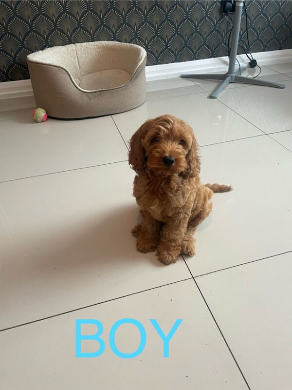 Cockapoo puppies for sale in Gravesend Kent – 11 weeks old - Image 5 of 9