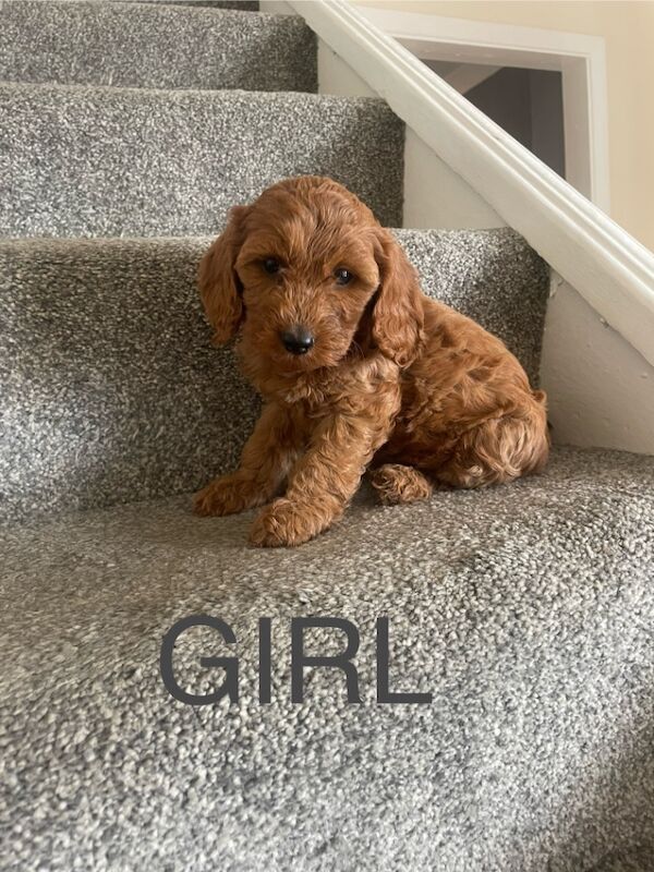 Cockapoo puppies for sale in Gravesend Kent – 11 weeks old - Image 6 of 9