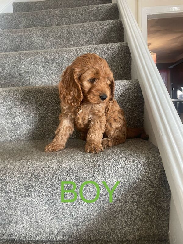 Cockapoo puppies for sale in Gravesend Kent – 11 weeks old - Image 7 of 9