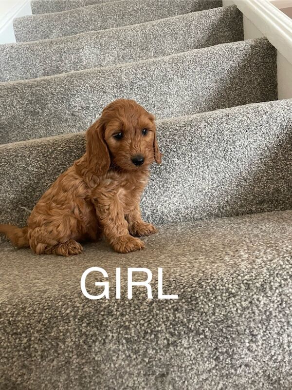 Cockapoo puppies for sale in Gravesend Kent – 11 weeks old - Image 8 of 9