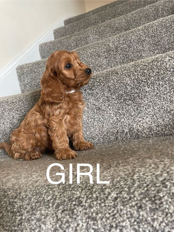 Cockapoo puppies for sale in Gravesend Kent – 11 weeks old - Image 9 of 9