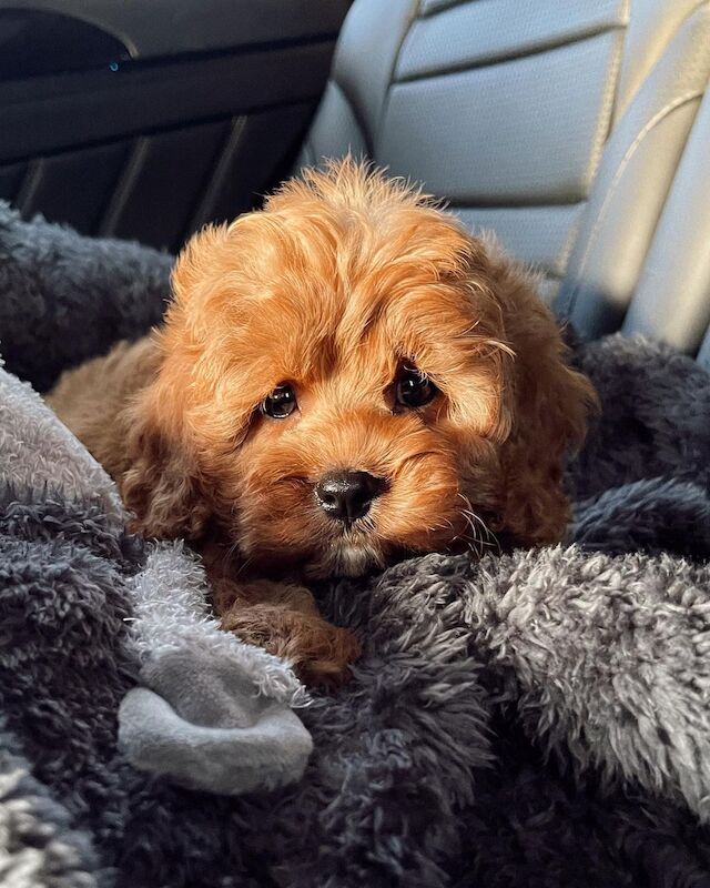 Cockapoo puppies for sale in Abbeyhill, City of Edinburgh – 1 year old - Image 2 of 3