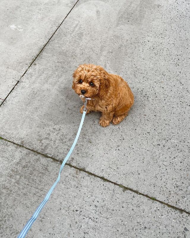 Cockapoo puppies for sale in Abbeyhill, City of Edinburgh – 1 year old - Image 3 of 3
