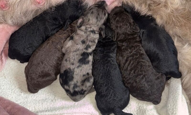 Cockapoo Puppies For Sale Under £1,000