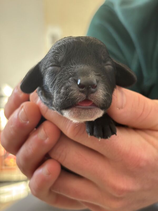 Cockapoo puppies - Image 2 of 15