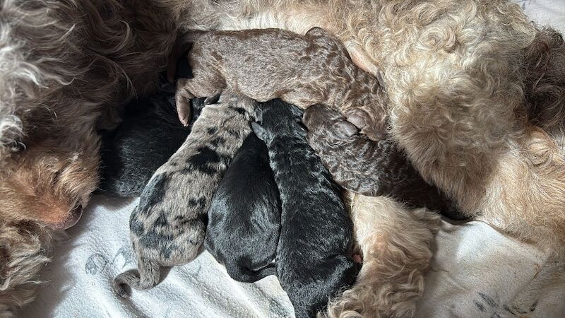 Cockapoo puppies - Image 3 of 15