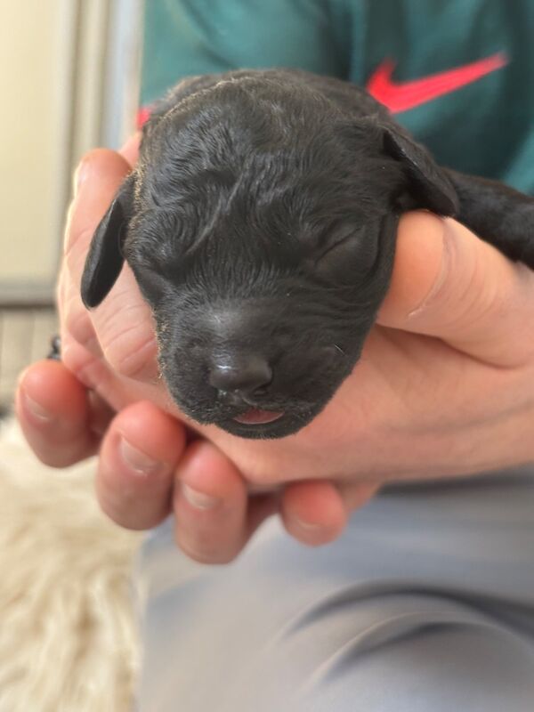 Cockapoo puppies - Image 4 of 15