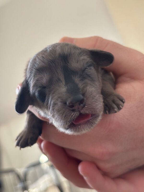 Cockapoo puppies - Image 5 of 15