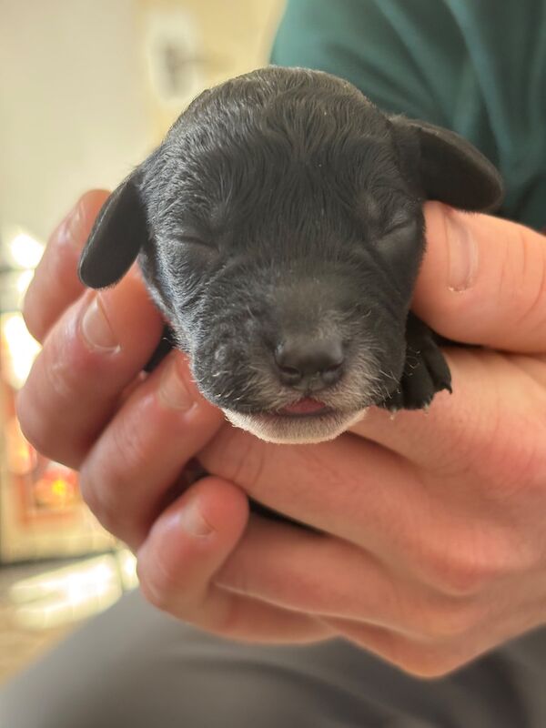 Cockapoo puppies - Image 6 of 15