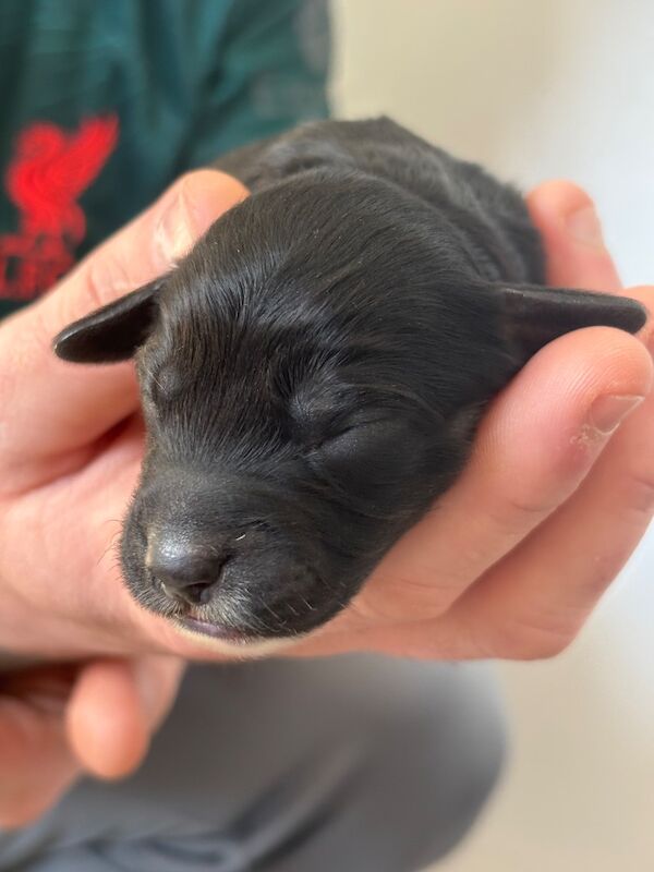 Cockapoo puppies - Image 7 of 15