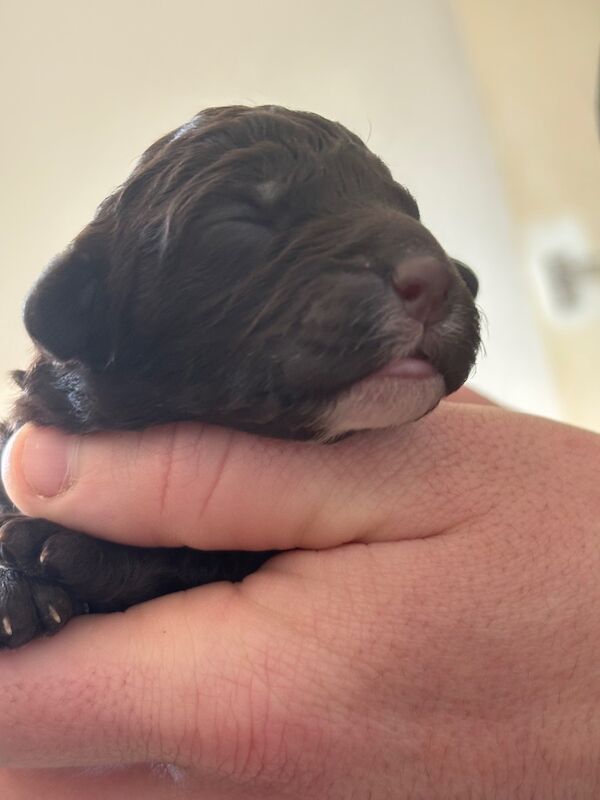 Cockapoo puppies - Image 8 of 15