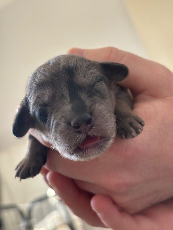 Cockapoo puppies - Image 9 of 15