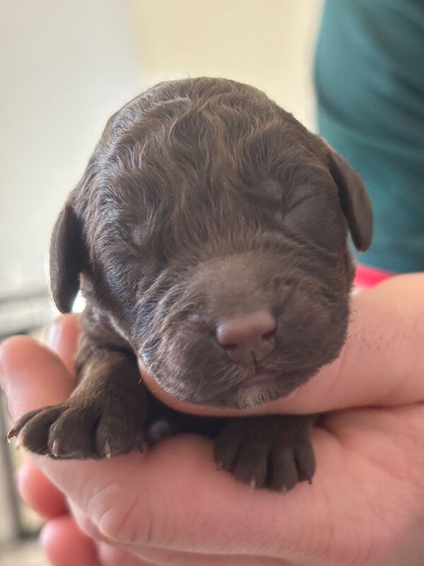 Cockapoo puppies - Image 10 of 15