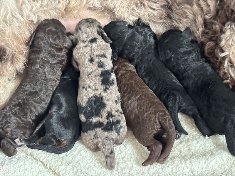 Cockapoo puppies - Image 11 of 15