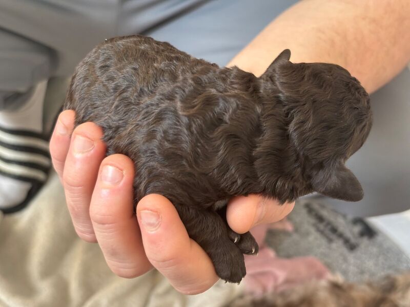 Cockapoo puppies - Image 12 of 15