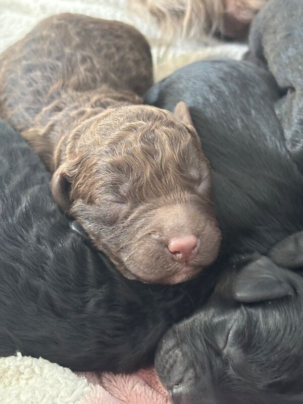 Cockapoo puppies - Image 13 of 15