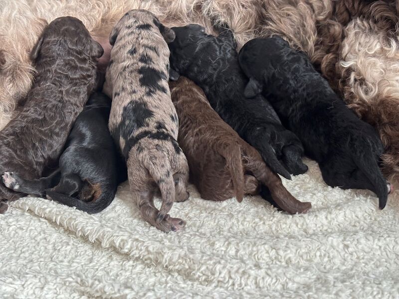 Cockapoo puppies - Image 14 of 15