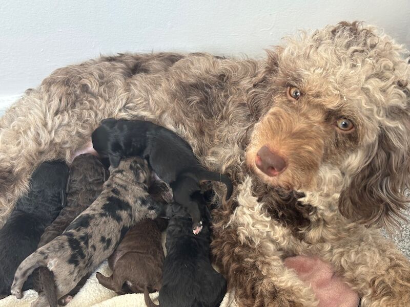 Cockapoo puppies - Image 15 of 15