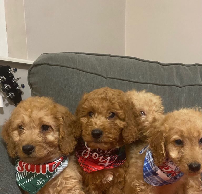 Cockapoo puppies for sale in Keady, County Armagh โ 11 weeks old