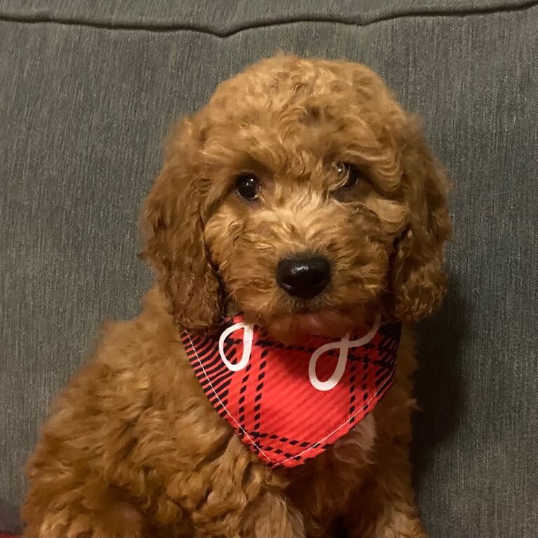 Cockapoo puppies for sale in Keady, County Armagh – 11 weeks old - Image 2 of 3