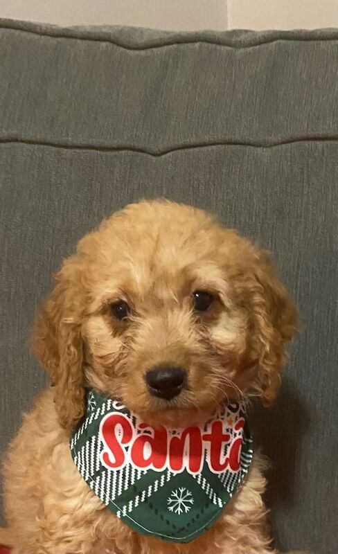 Cockapoo puppies for sale in Keady, County Armagh – 11 weeks old - Image 3 of 3