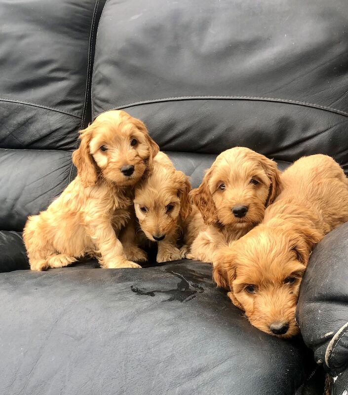 Cockapoo puppies for sale in Cranleigh, Surrey – 8 weeks old